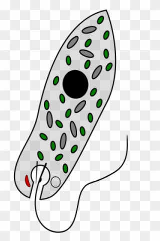 Mixotrophy - Imagini Cu Euglena Verde Clipart