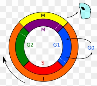 File - Cell Cycle - Svg - Zellzyklus Interphase Clipart