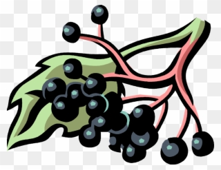 Vector Illustration Of Elderberry Sambucus Botanical - Elderberries Clipart - Png Download