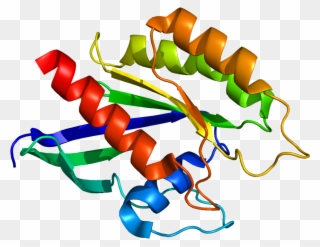 Rab Protein Structure Clipart