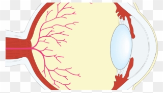 Free Png Download Human Eye Png Images Background Png - Eye Clipart