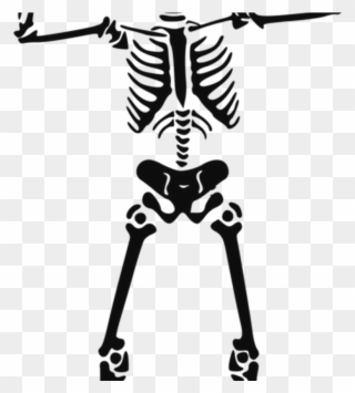 Human Skeleton Skull Anatomy Human Body Free Commercial - Skeleton Clip Art Png Transparent Png