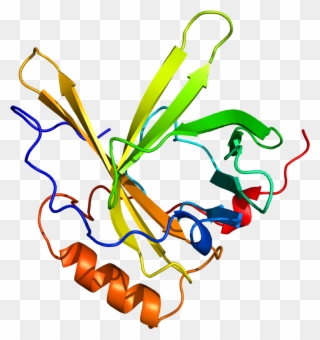 Apolipoprotein D - Illustration Clipart