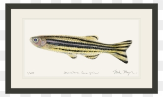 1023 X 664 13 - Zebrafish Painting Clipart