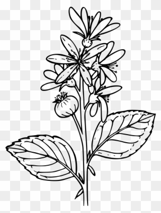 Clip Art Details - Do You Draw A Serviceberry Plant - Png Download