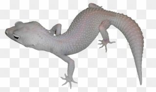 Alligator Lizard Clipart