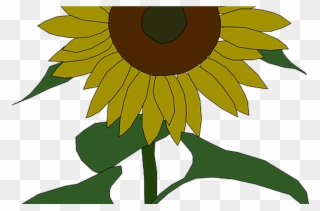Outline, Yellow, Drawing, Plants, Sun, Flower, Flowers - Sunflower Clip Art - Png Download