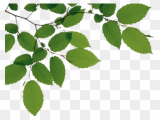 Birch Clipart Branch Leave - Tree Branches With Leaves Png Transparent Png