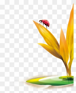 Ladybird Insect Clip Art - Portable Network Graphics - Png Download