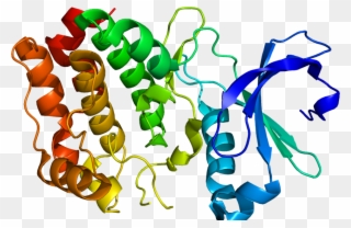 Rac Beta Serine/threonine Protein Kinase Market - Aurora A Kinase Clipart