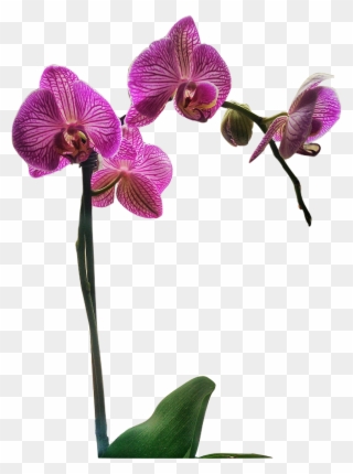 Report Abuse - Orchids Of The Philippines Clipart