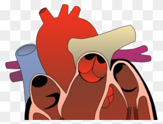 Attend The Southwest General Health Center Health Topics - Right Ventricle Outflow Tract Clipart