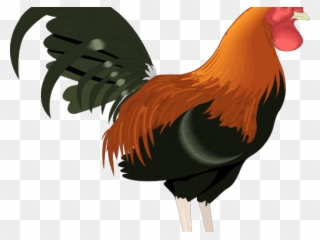Realistic Clipart Chicken - Rooster Clipart Png Transparent Png