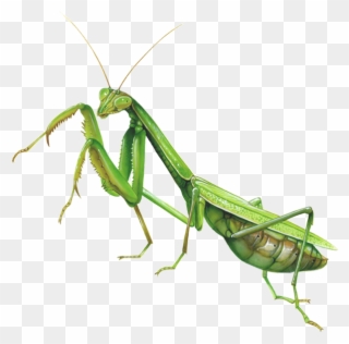 Mantis Clipart Insect Bug - Praying Mantis Fighting Stance - Png Download