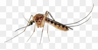 Download Free Png Images - Mosquito High Resolution Clipart