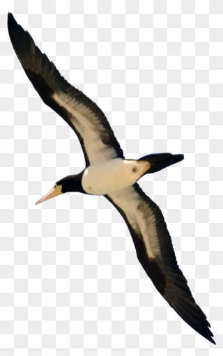 Sea Bird Clipart Fling - Flying Bird Png Transparent Png