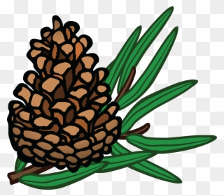 Free Clipart Of A Pinecone - Conifer Clipart - Png Download