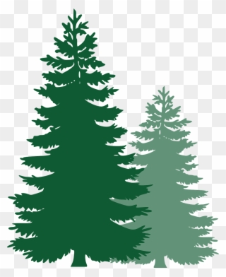 Pine Trees, Spruce Trees, Evergreen Trees, Tree, Spruce - Pine Tree Vector Png Clipart
