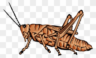 Grasshopper Jumping Clip Art - Animals With Jointed Legs - Png Download