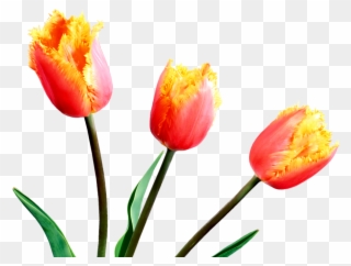 Spring Tulips Spring Flowers, Tulips, Clip Art, Tulips - Sprenger's Tulip - Png Download