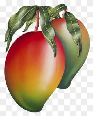 Mango Png Image & Mango Clipart - Mango Painting Transparent Png