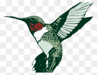 Hummingbird Clipart Clip Art - Hummingbird - Png Download
