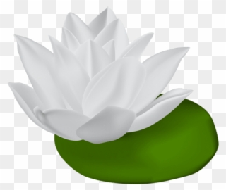 850 X 720 2 - White Water Lily Clipart - Png Download