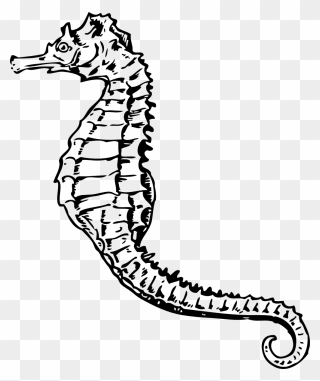 All Photo Png Clipart - Seahorse Black And White Transparent Png