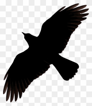Flying Crow Raven Clip Art - Raven Flying Silhouette - Png Download