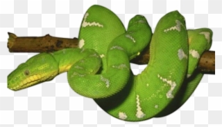 Smooth Green Snake Clipart Las Vegas - Transparent Green Snake - Png Download