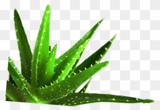 Succulent Plant Medicine Medicinal Plants - Aloe Vera Leaf Png Clipart