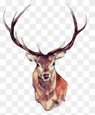 Deer Face - Deer Png Clipart