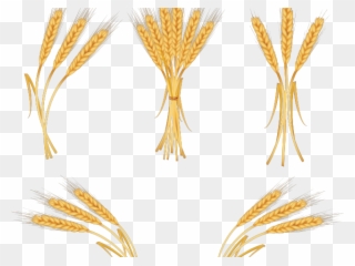Cereal Clipart Wheat Seed - Ear Of Rice Png Transparent Png