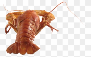 Download Lobster Animals Png Transparent Images Transparent - Рак Png Clipart
