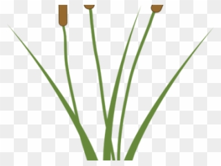 Single Clipart Cattail - Carbono Anomerico - Png Download