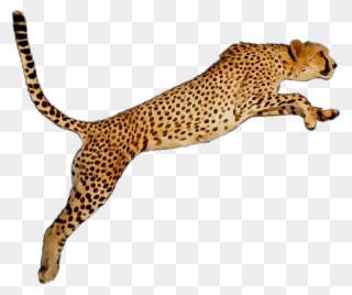 Portable Wallpaper Leopard Desktop Graphics Cheetah - Cheetah Clipart