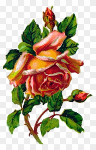 Розы Malen, Blumen, Bilder, Rosen Kunstdrucke, Blumen - Garden Roses Clipart