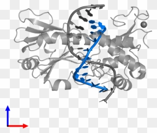 Pdb Entry 3gpx Contains 1 Copy Of Dna 3') In Assembly - Graphic Design Clipart
