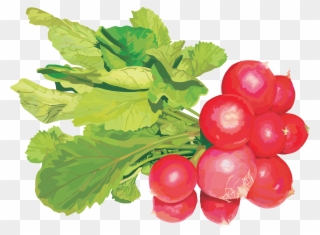 Radish Png - Редис Клипарт Clipart