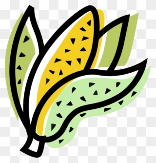 Vector Illustration Of Husk Or Cob Of Corn Maize Clipart