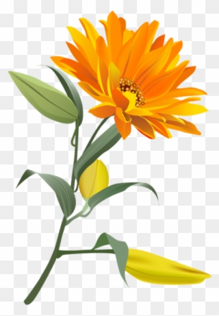 Free Png Download Orange Flower Png Images Background - Orange Flower Transparent Background Clipart