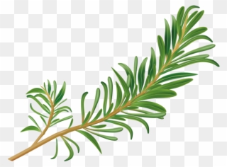 Rosemary - Transparent Rosemary Png Clipart