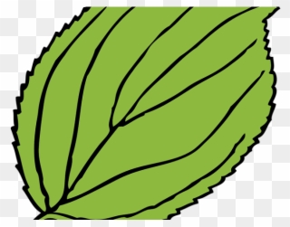 Green Leaves Clipart Cartoon - Leaf Clip Art - Png Download