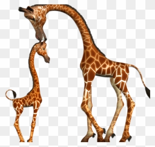 Render Girafe Mere Bebe - Giraffes Clipart