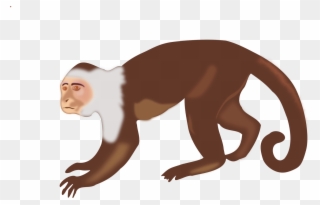 Capuchin Monkey Clip Art - Png Download
