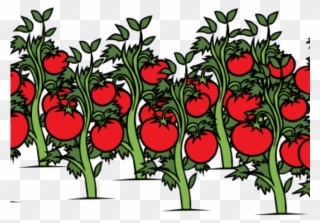 Tomato Clipart Tomato Stem - Tomato Plant Clip Art - Png Download