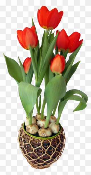 Tulip Flower In Pot - Png Format Flower Pot Png Clipart