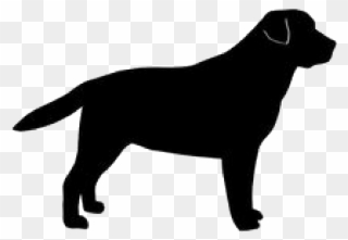 Golden Silhouette Labrador Breed Dog Retriever Clipart - Black Dog - Png Download
