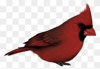 Cardinal Png - Cardinal With No Background Clipart
