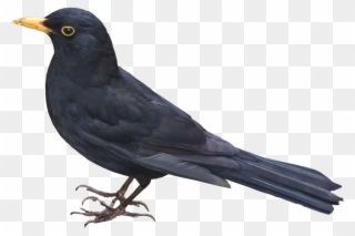 Blackbird Clipart - Blackbird Png Transparent Png